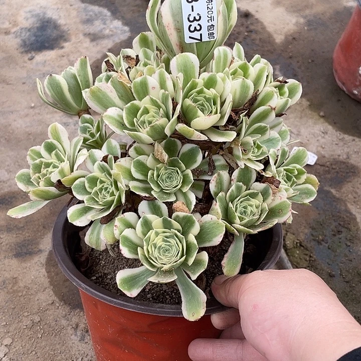 337迈巴赫多肉植物法师