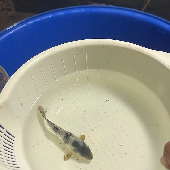 L***鱼锦鲤锦鲤包邮到家16