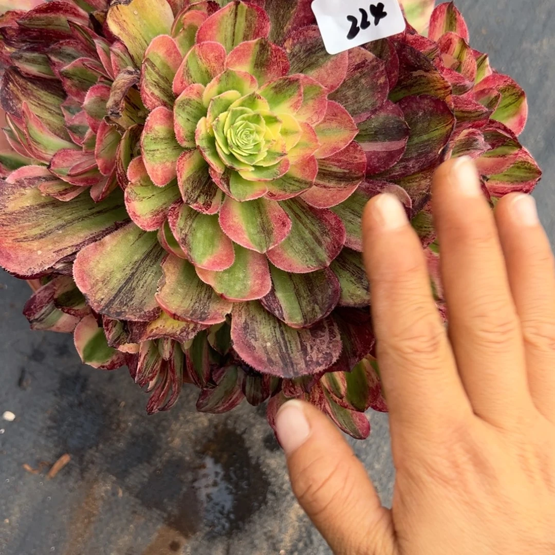 大***哥224伯爵多肉多肉多肉