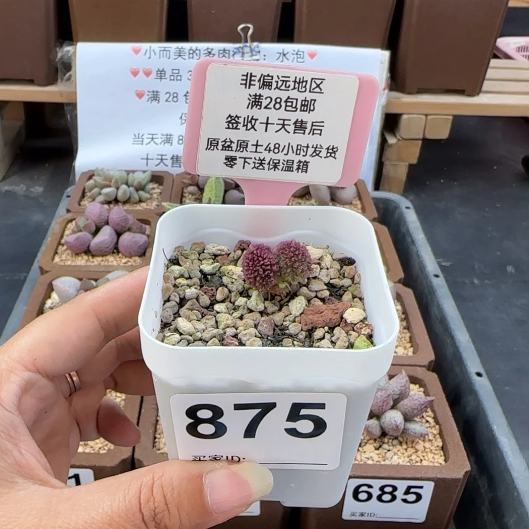 团*团875实生多肉植物
