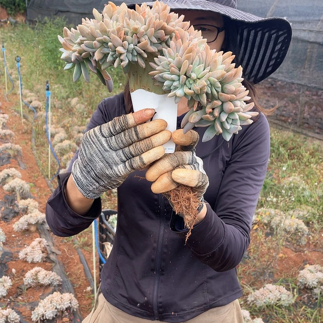 清***426 淡雪缀 一物一拍