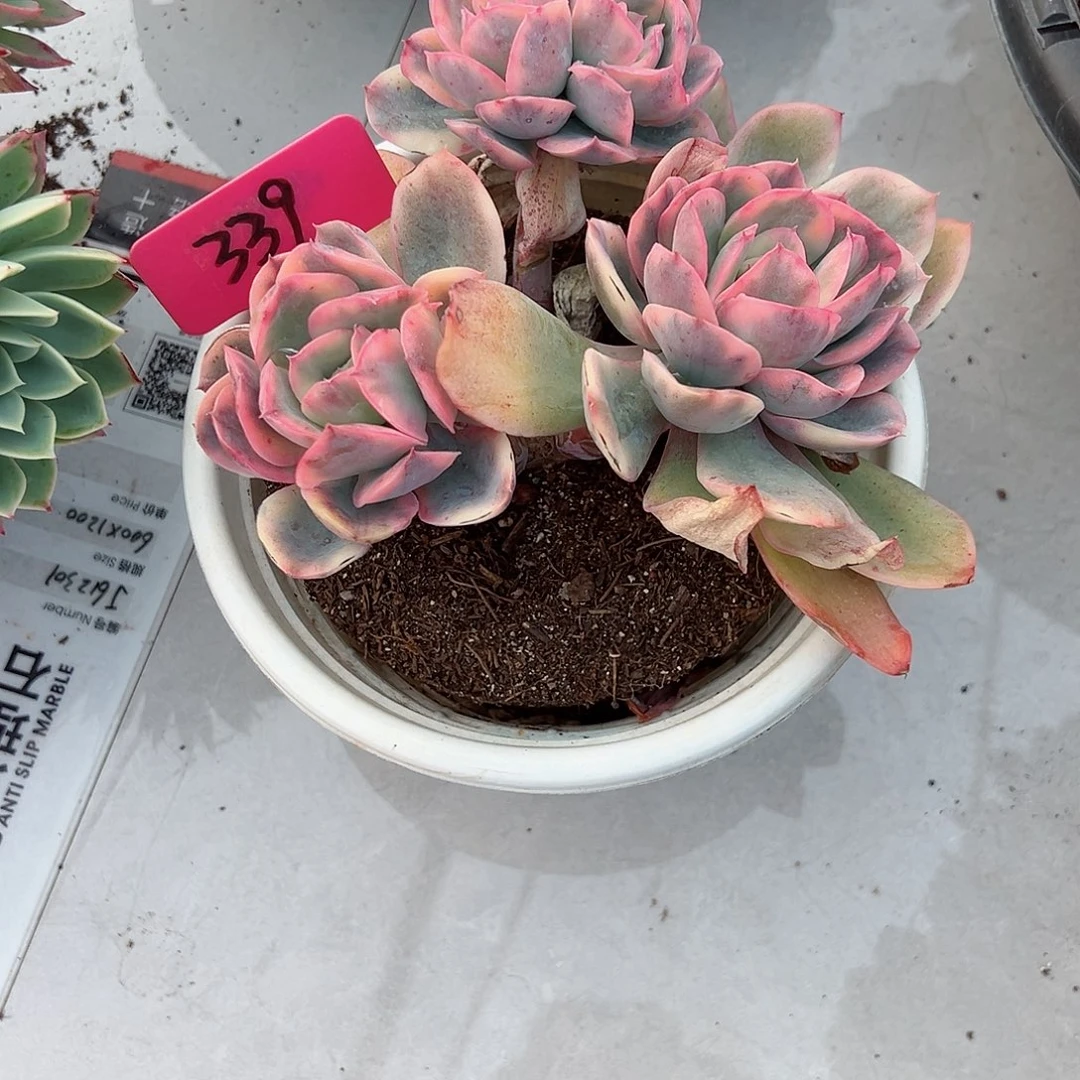 米**?339福利锦多肉植物