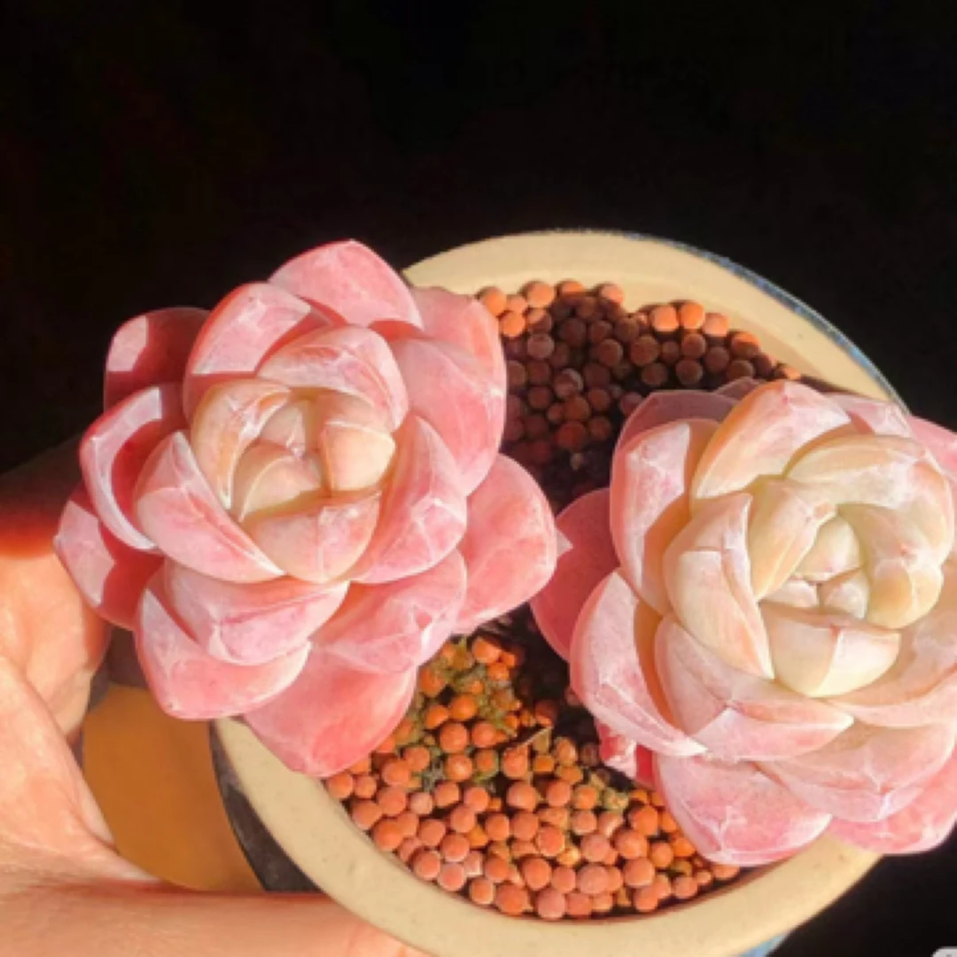 A级粉冰玉多肉植物 单头【5-6公分起发】