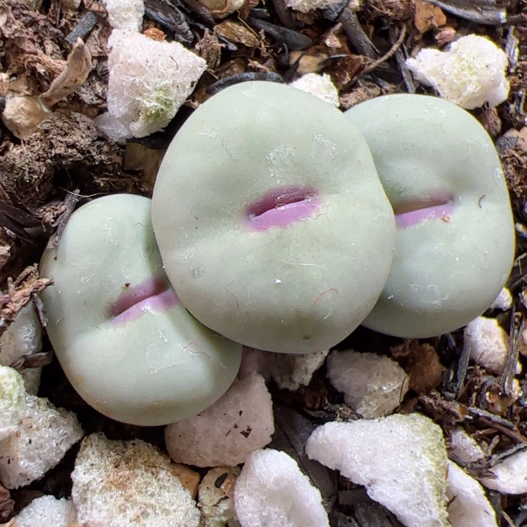 【闪购商品】286 红嘴