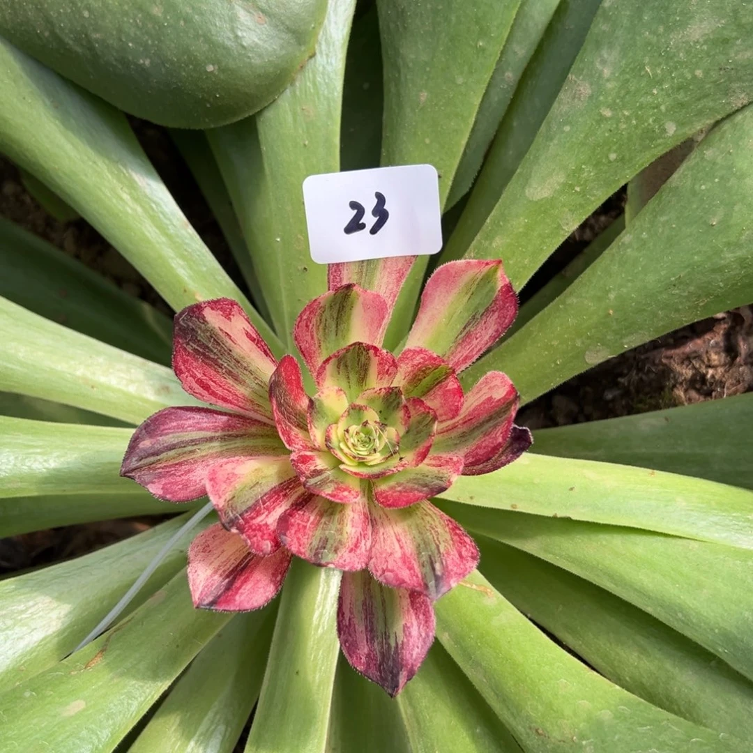 23铂爵嫁接多肉嘻嘻嘻