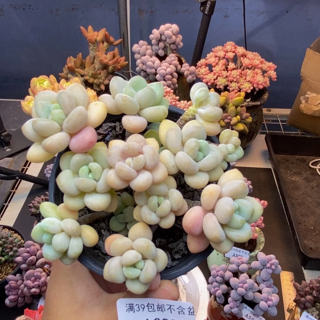 623白奶糖多肉9c m