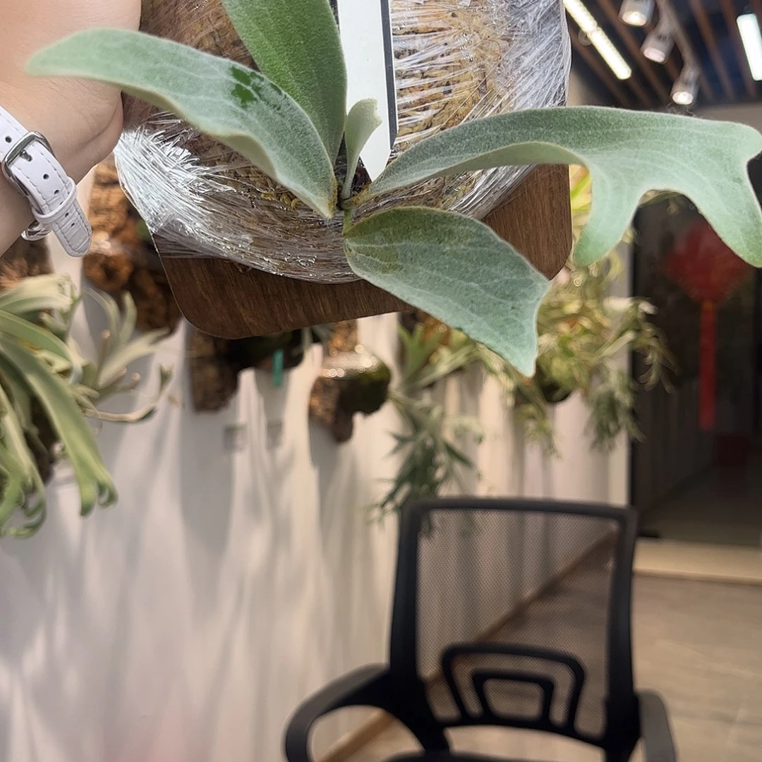 不开花植物dm msd孢子苗