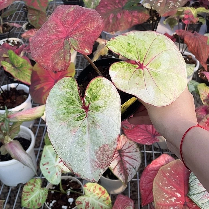 无花朵养定泰彩发货