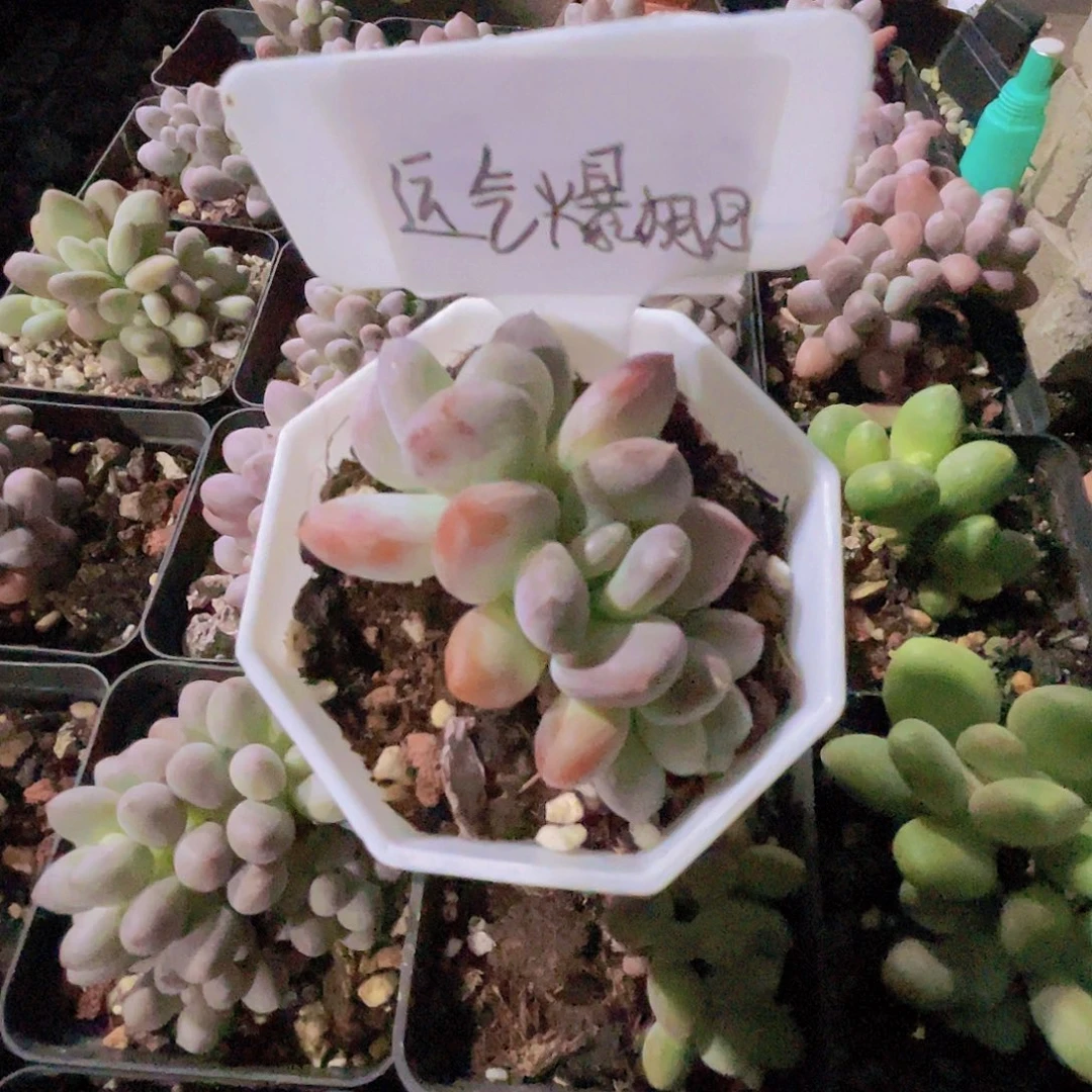 *****西贝奶酪多肉植物