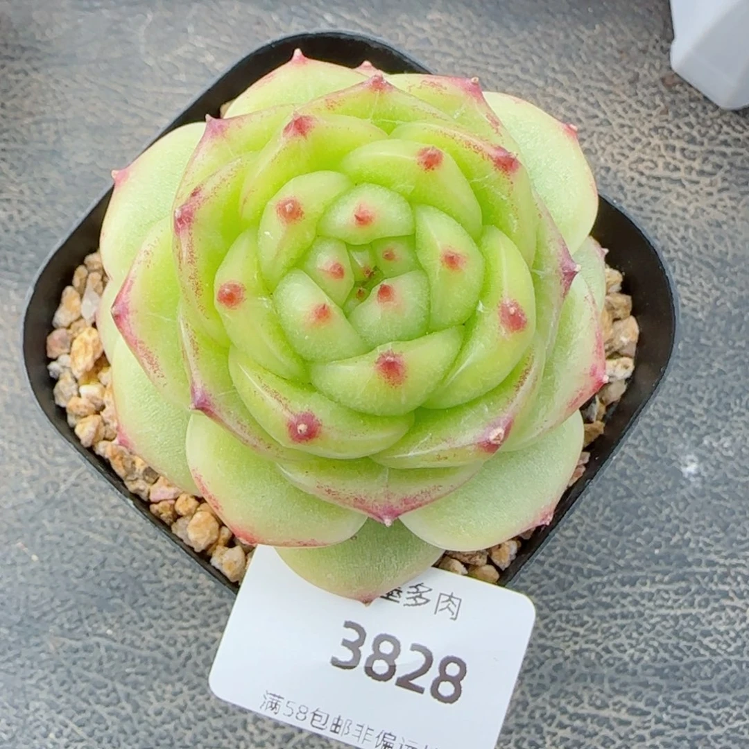 绿珍妮，3828多肉植物