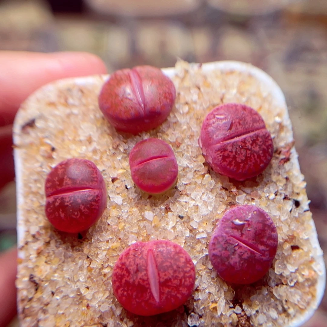 521号带盆包邮发货