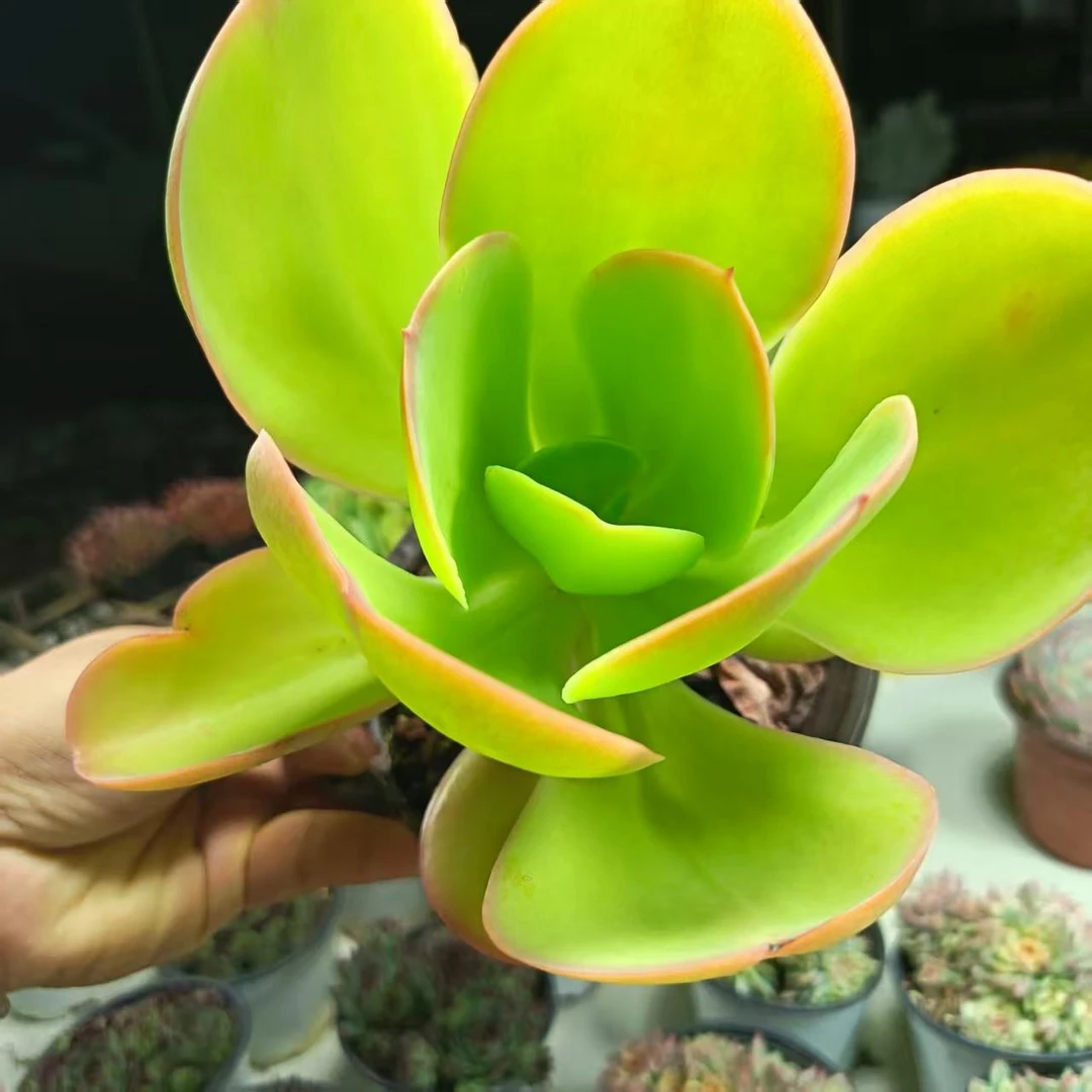 柠檬玫瑰1颗脱土发货(拼满15元包邮)多肉植物阳台露台办公室