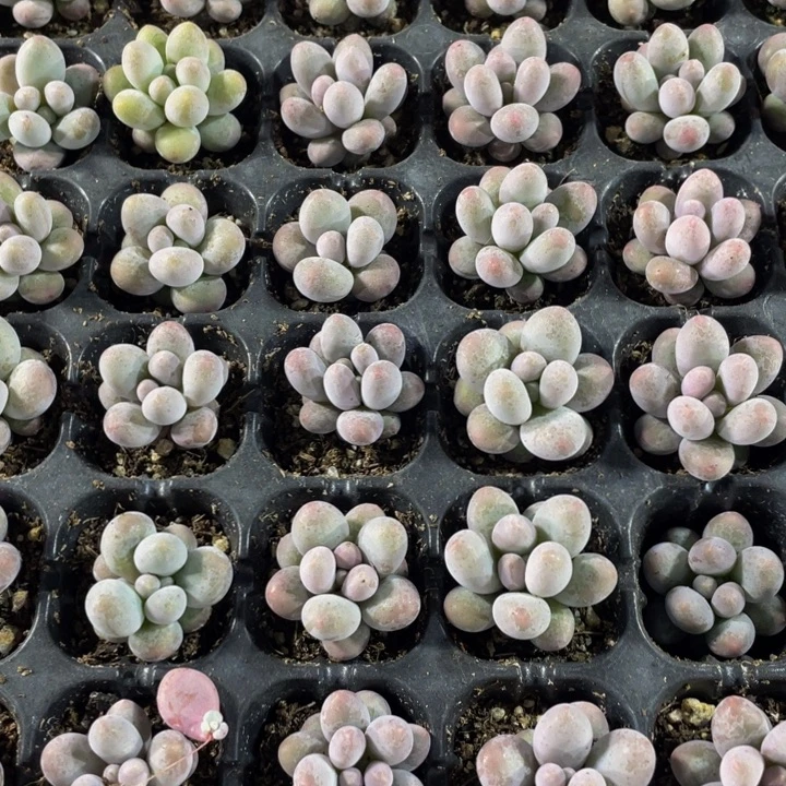 小汤圆1元带土发货