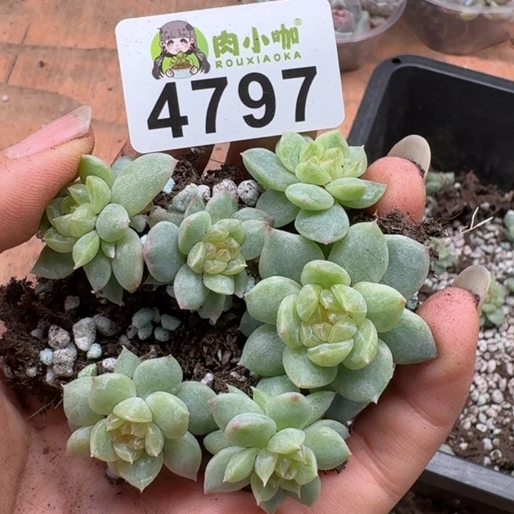 多肉植物多肉植物