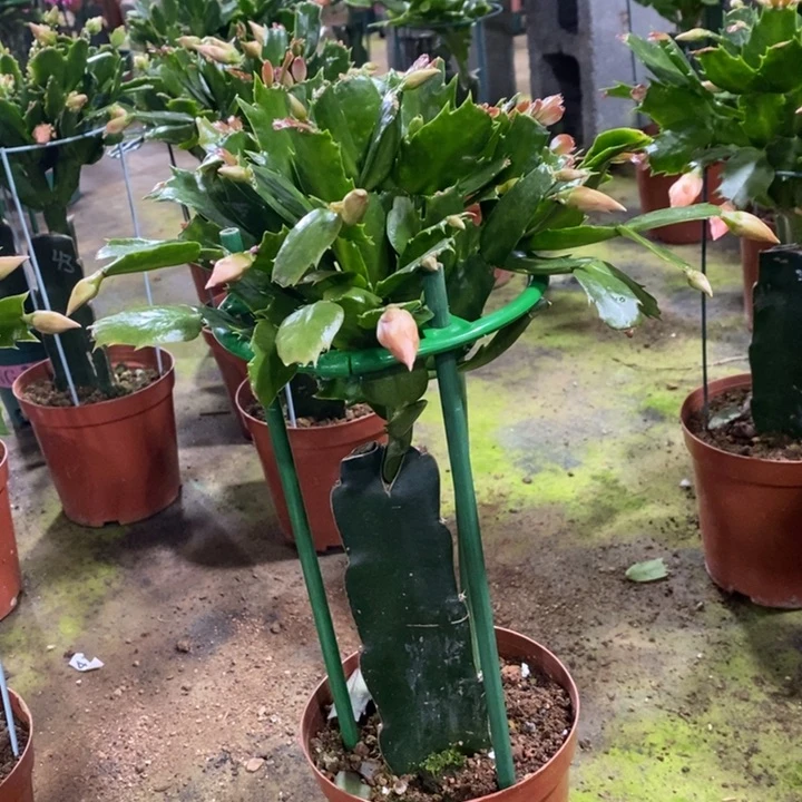 大部分花苞少量开放311嫁接2220