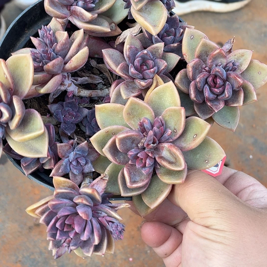 695紫霞 一物一拍多肉