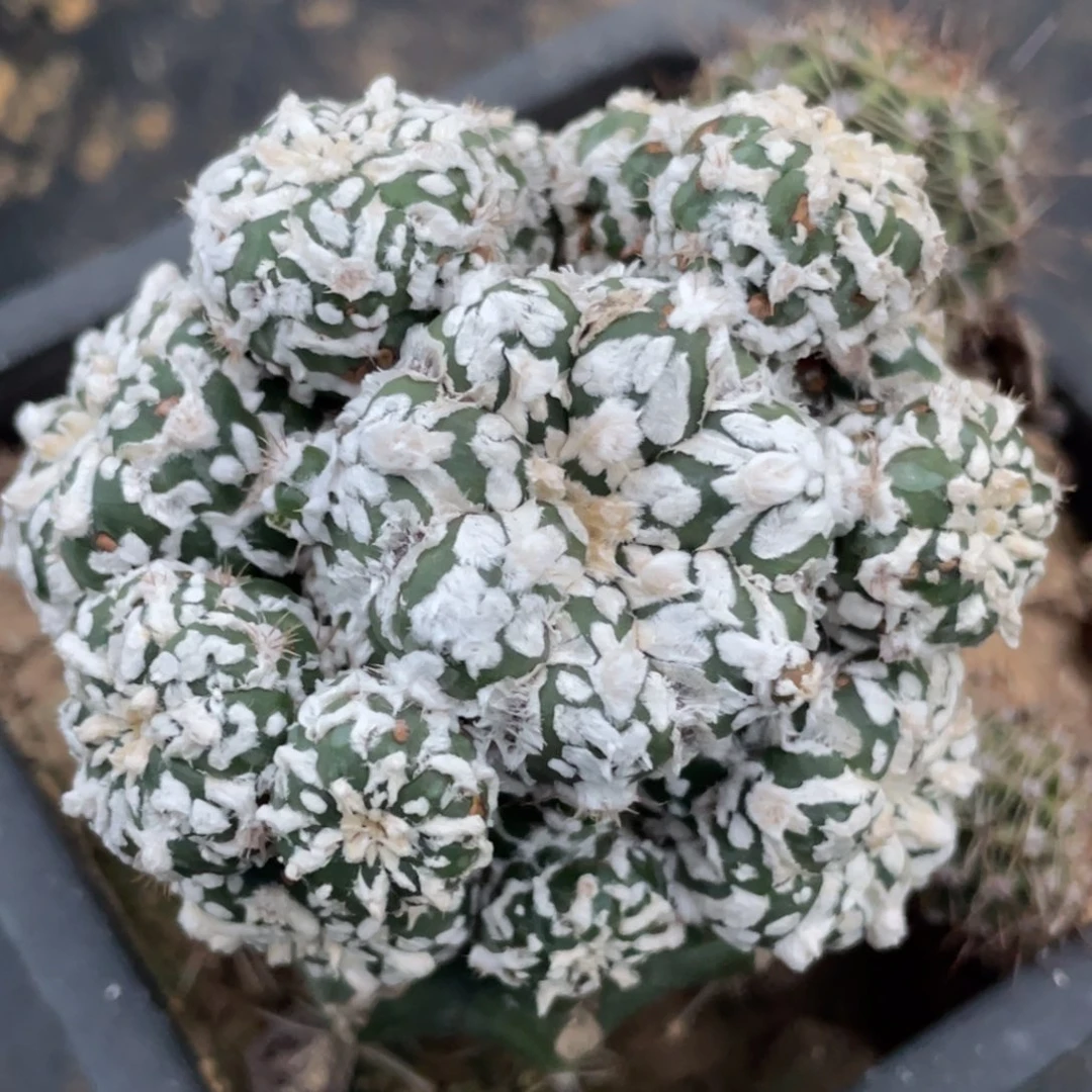 全部花朵V字兜群体 仙人球