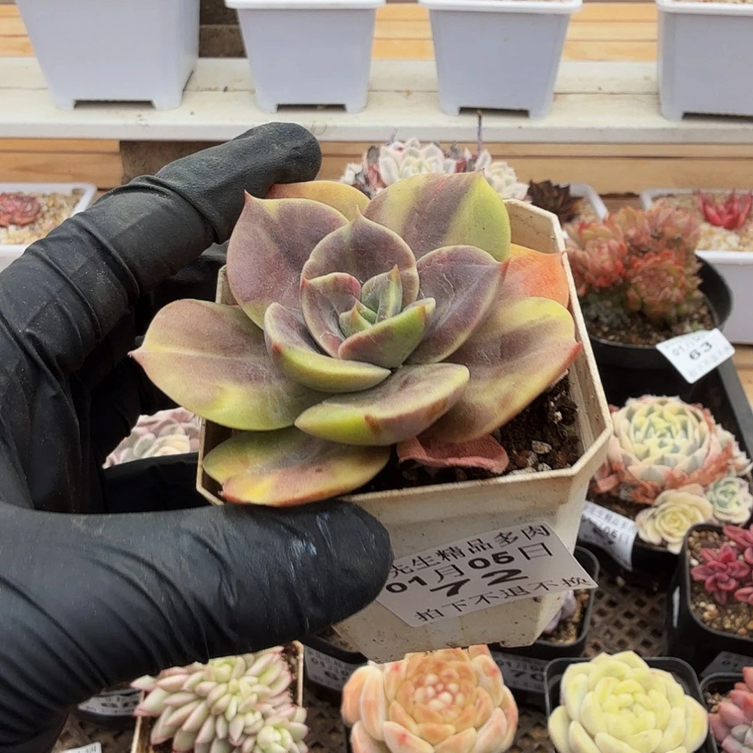 0105-72布鲁门卡锦