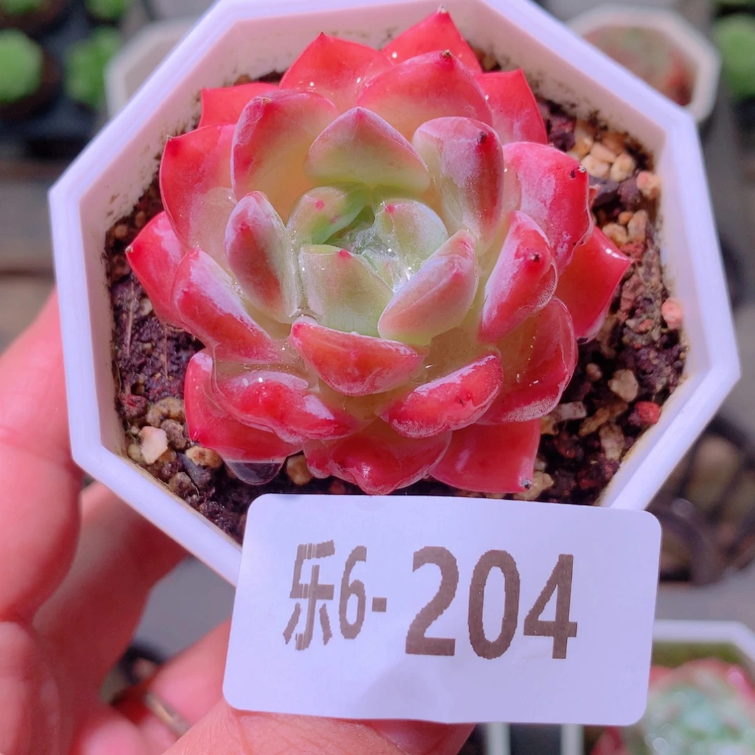 乐然6-204 夹心草莓