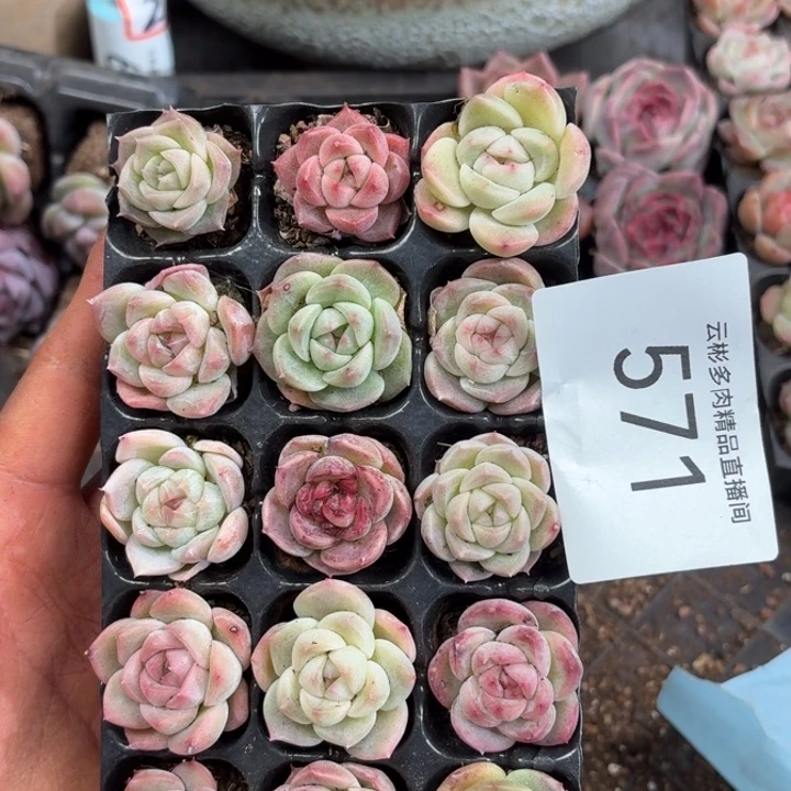 571。