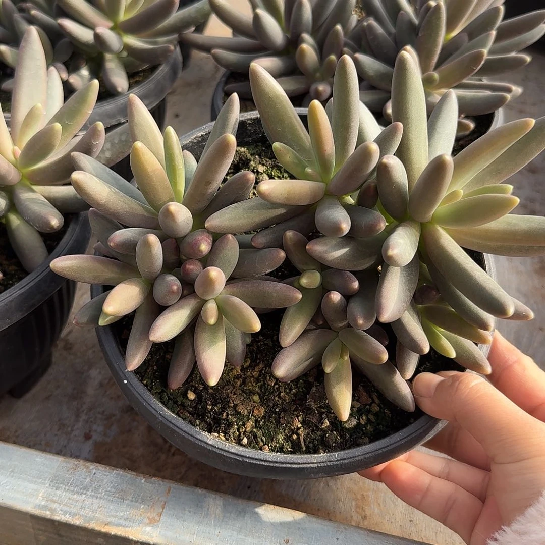 烟 花美人整无砍群生多肉