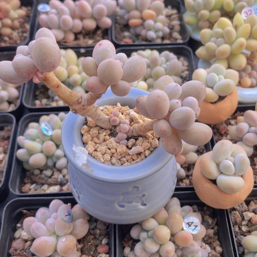 丢****猪多肉植物多肉植物