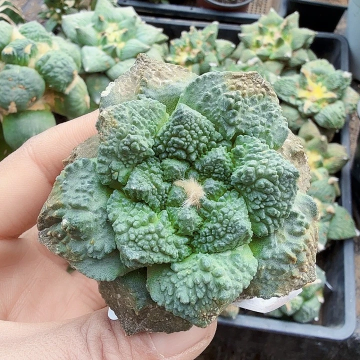 无花朵465蓝白肌细密尤哥斯拉