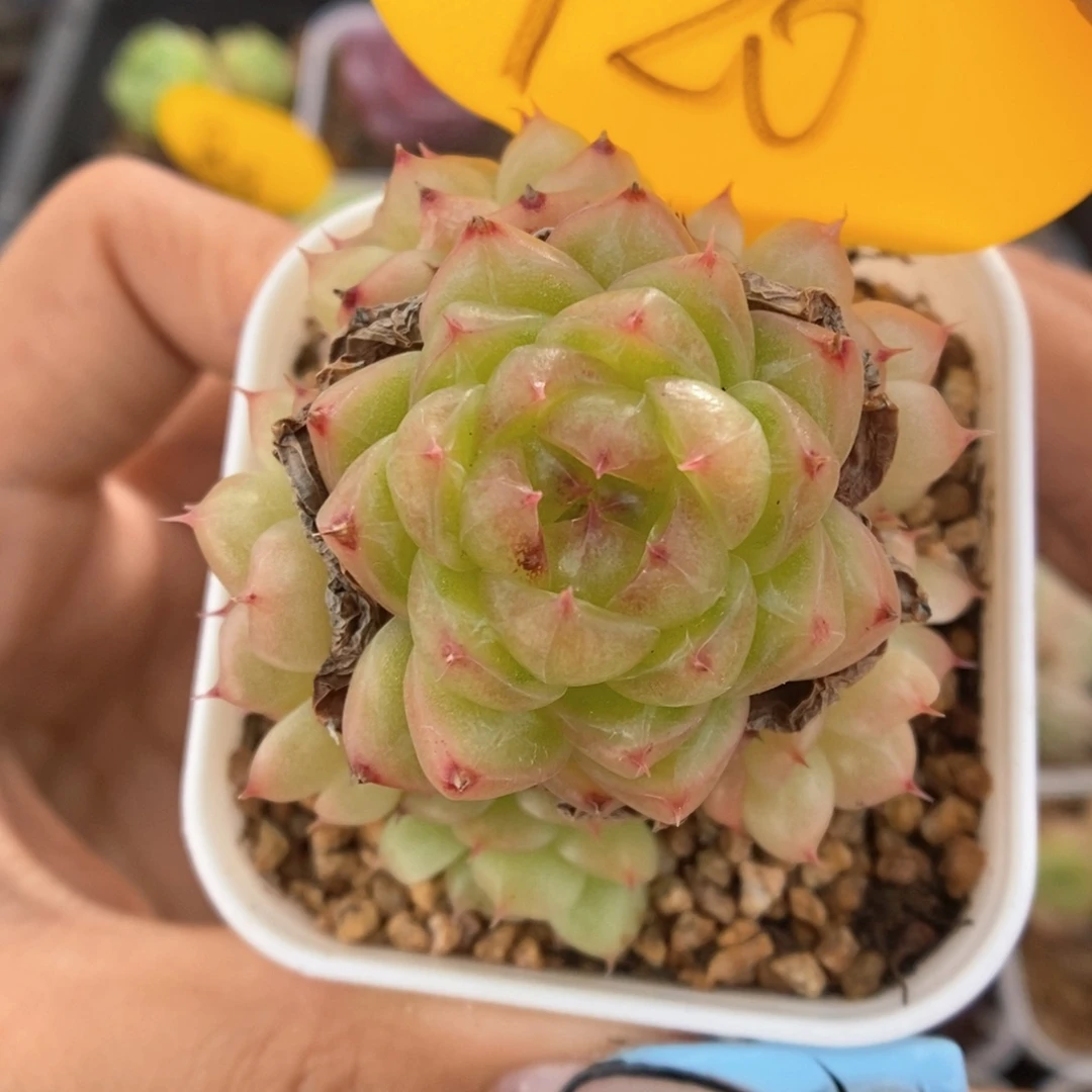 润玉珍妮捧花720号