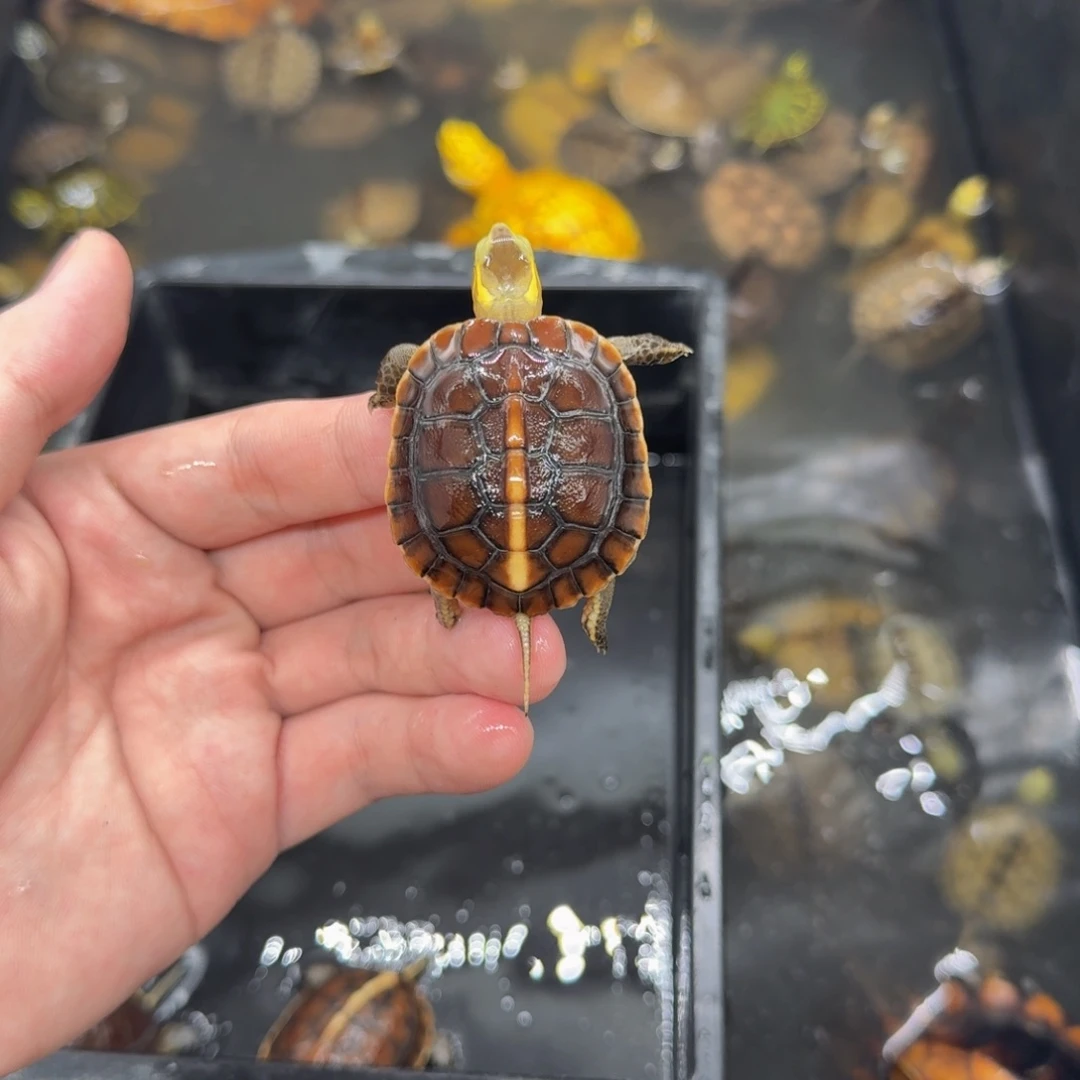 不分公母宠物龟皖西