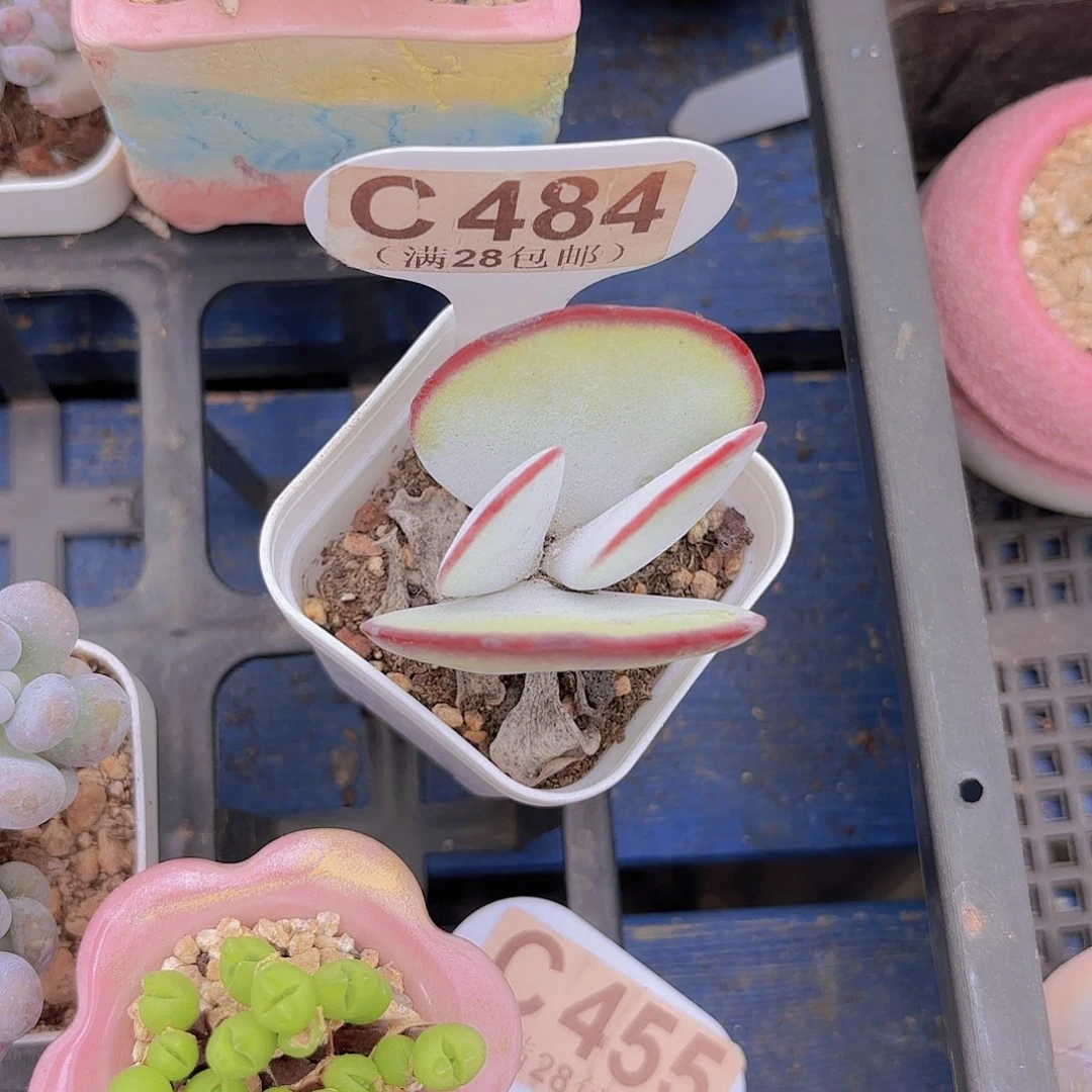 C484白眉一物一拍
