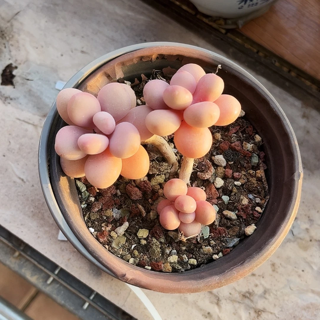 Y***G13多肉植物提取萃取剂