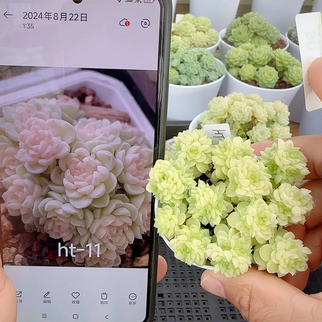 【闪购商品】0928-90（ht-11）