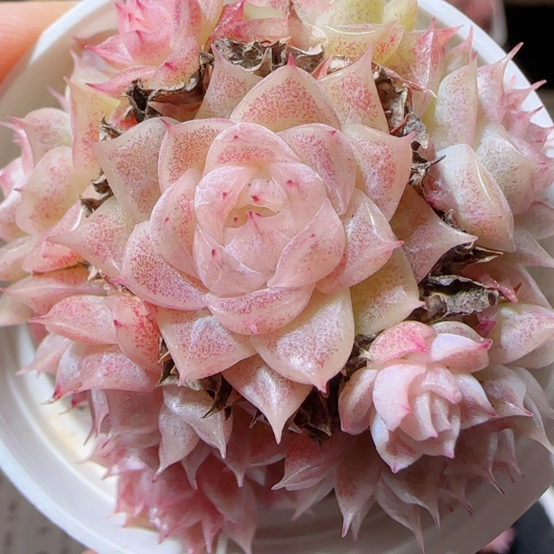 花语多肉1228-103散