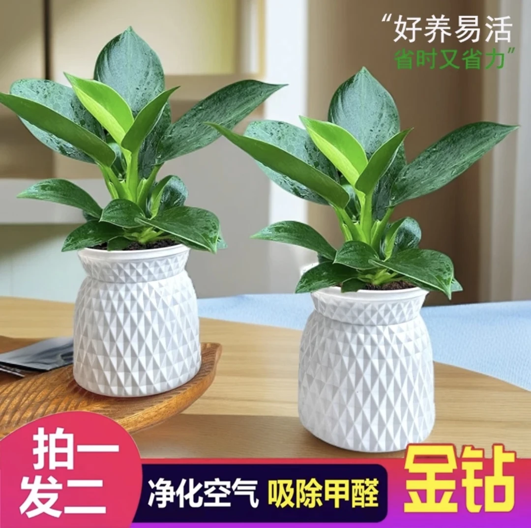 【拍一发二】金钻盆栽室内净化空气美观桌面绿植办公室四季常青