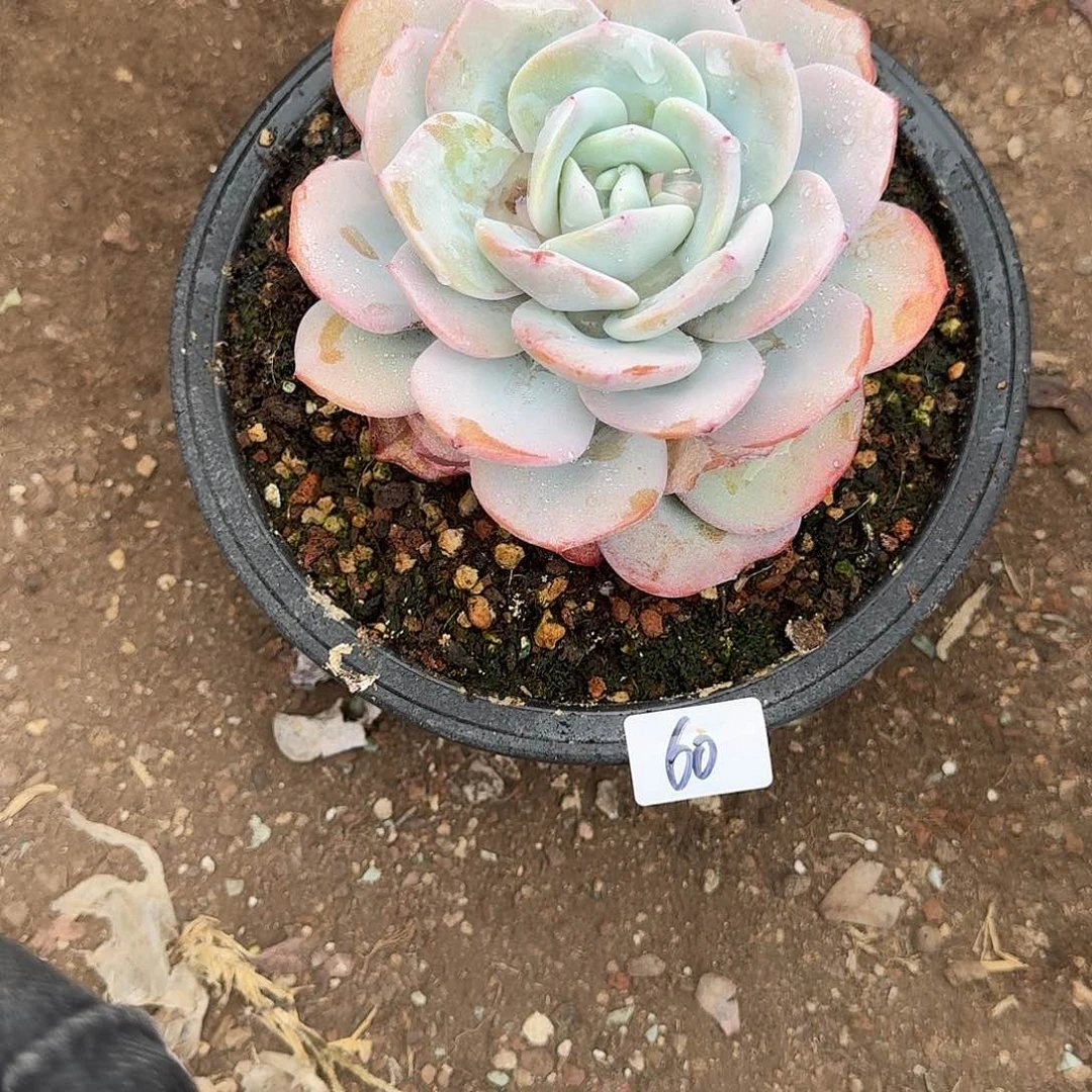 60 号奶茶多肉植物 0000