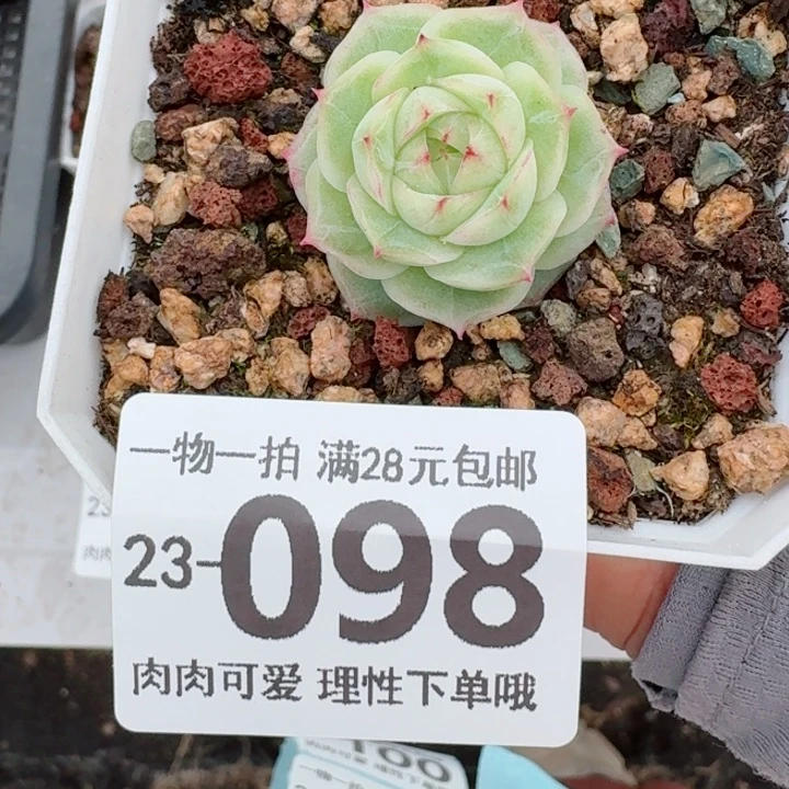 麦秆无盆土发货无盆土