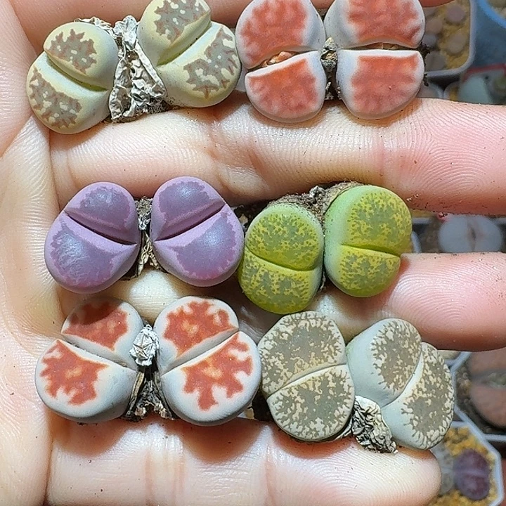 生石花111122。 裸发。   353