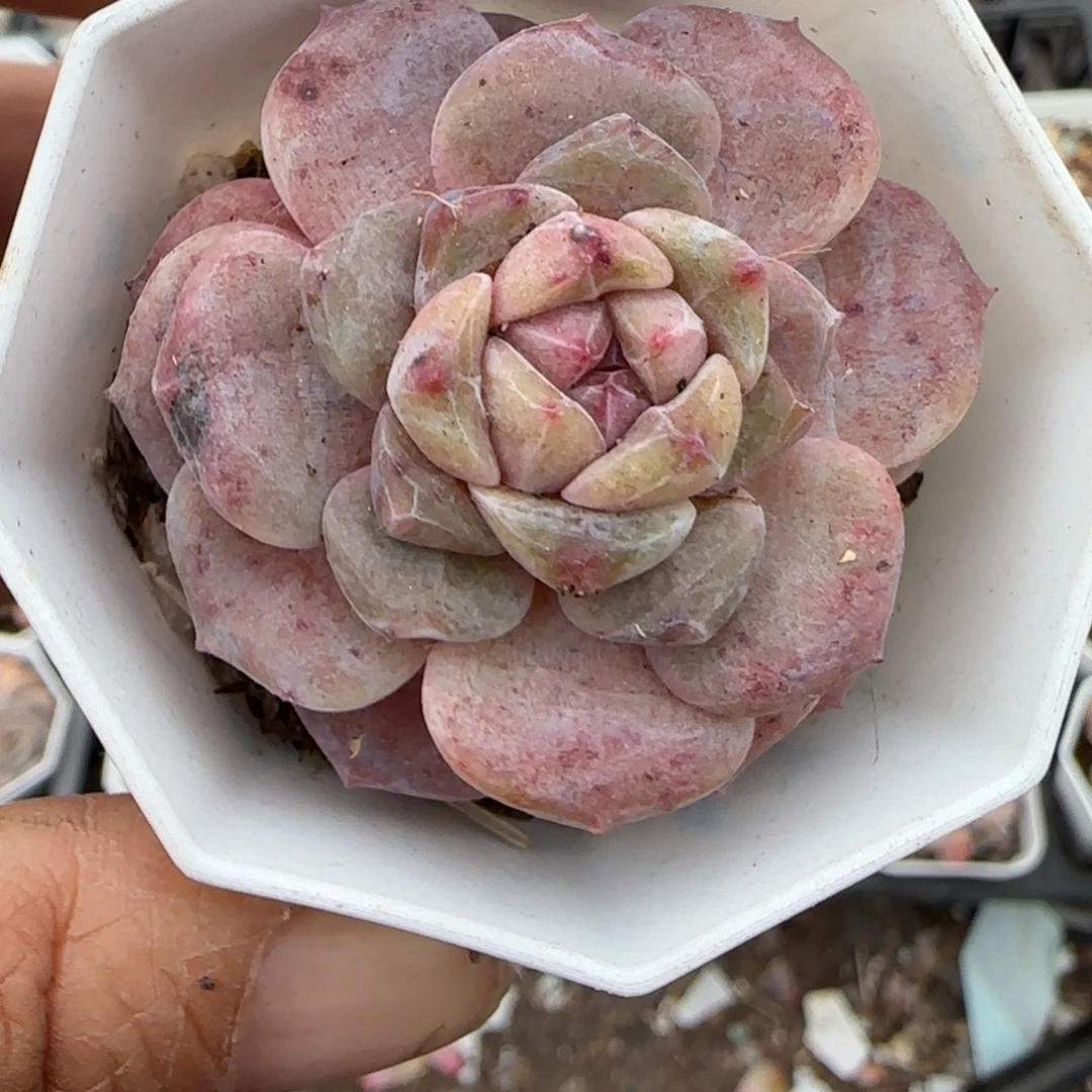 多肉小卡拉米糖心一物一拍