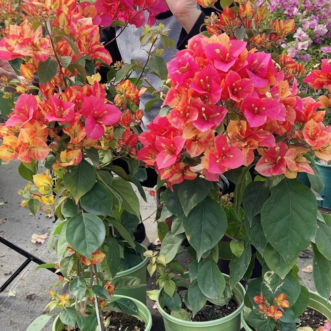 大部分花苞少量开放飞鸟带竹一颗