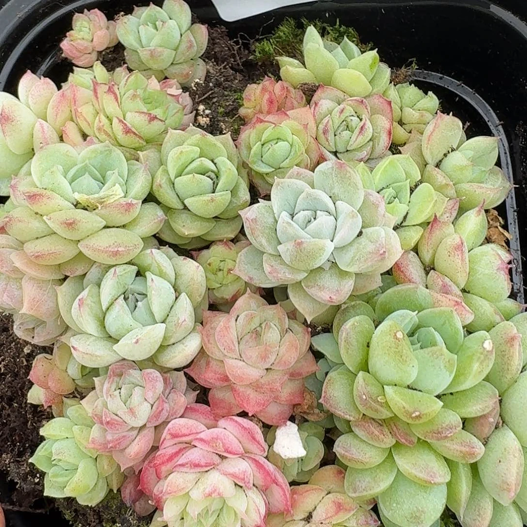 杂交新品珍妮多肉1903