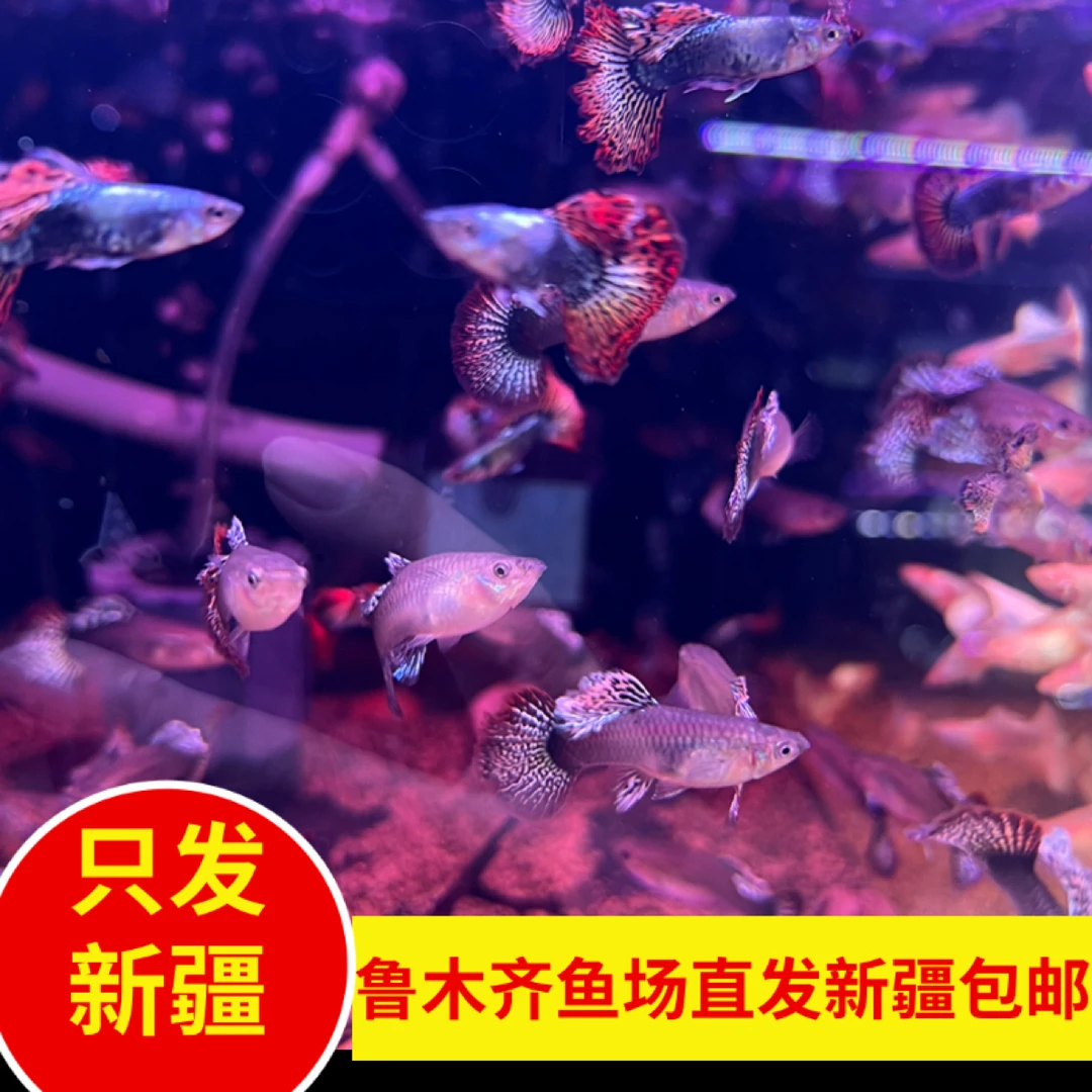 新疆鱼乐圈包邮乌鲁木齐直发红龙孔雀本地繁殖好养易活