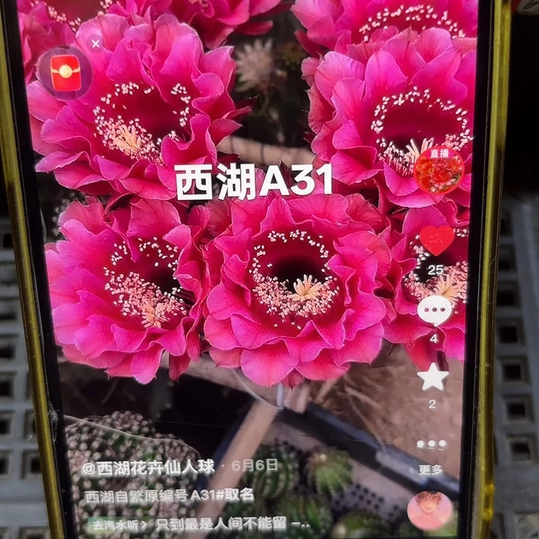 A31彩侧牙20包邮仙人球49