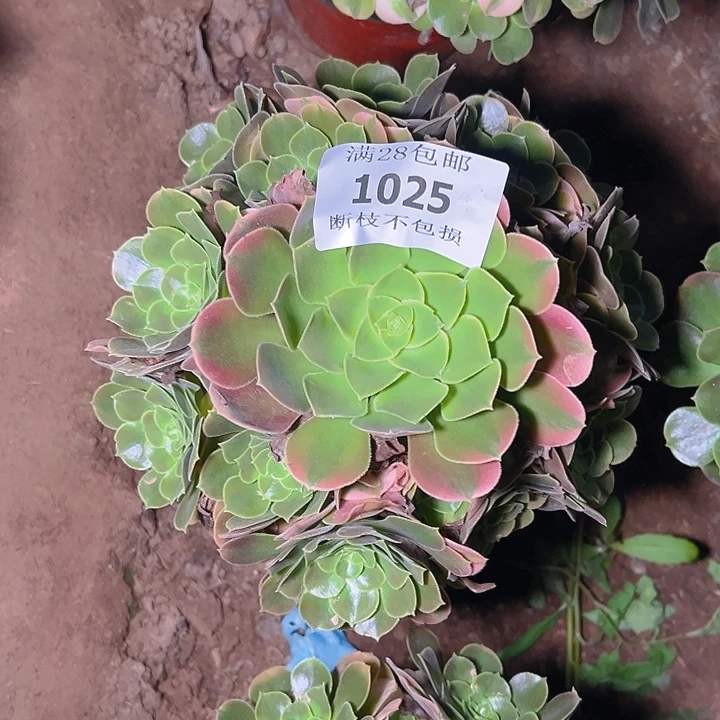 四***景1025香妃多肉植物保护