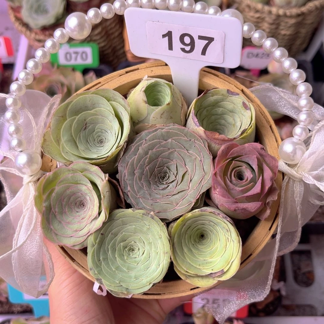 珍珠玫瑰花篮197 8颗带篮 裸根发