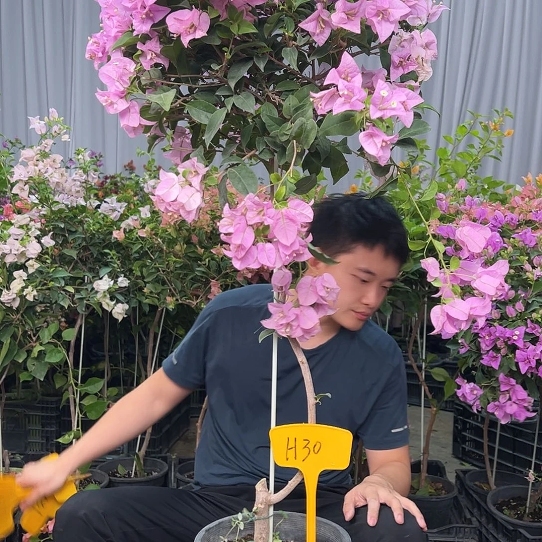恒***心当前无花栽培后可以开花H30巴西紫