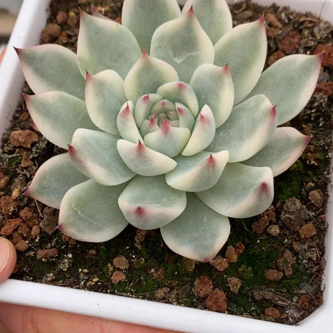 吉娃娃锦多肉植物8960