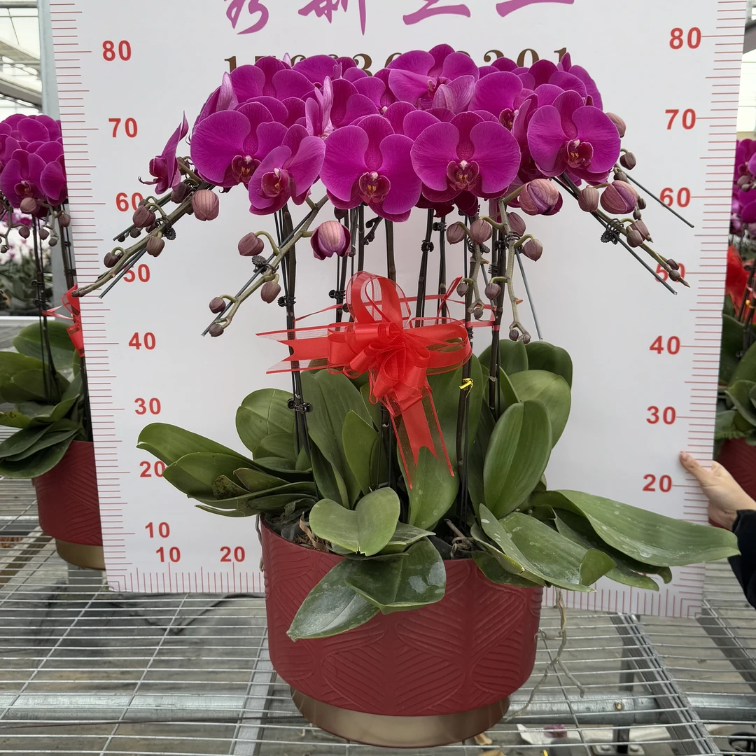 【山东省内发货】蝴蝶兰大辣椒10株组盆装年宵花