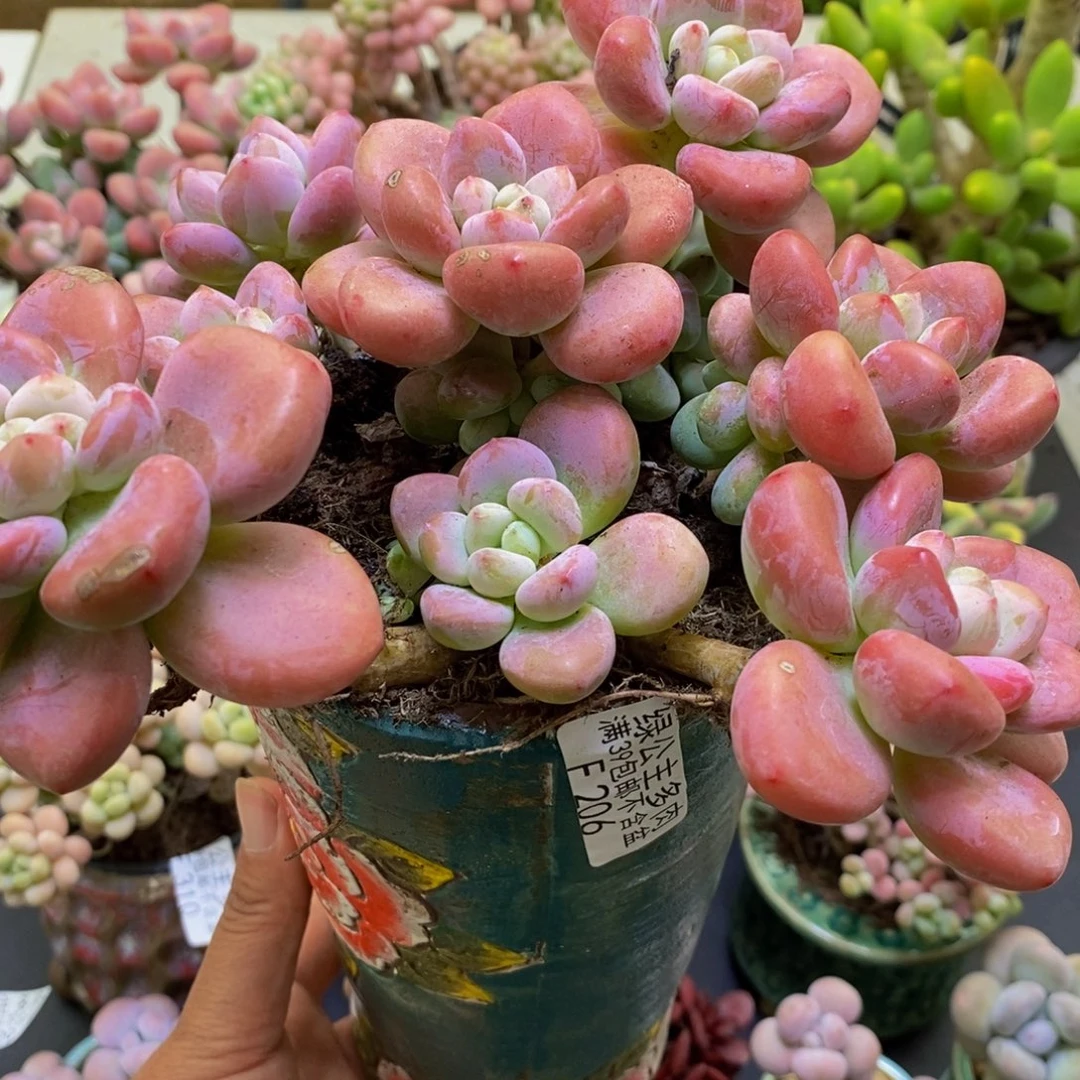 206樱花洛神15cm多肉