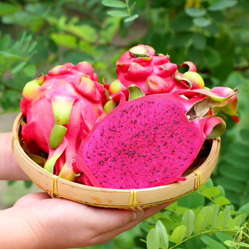 【红心火龙果】金都一号火龙果细腻香甜皮薄应季 3/4.5斤 X