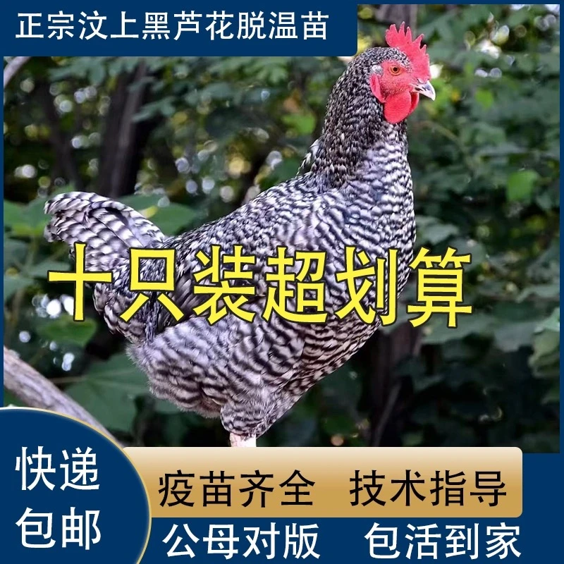 农家散养土鸡芦花鸡宠物鸡下蛋鸡绿壳蛋营养蛋半斤好养活的鸡疫苗